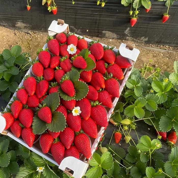 Parete (CE)
"Festa della Fragola"
6-7 Maggio 2023